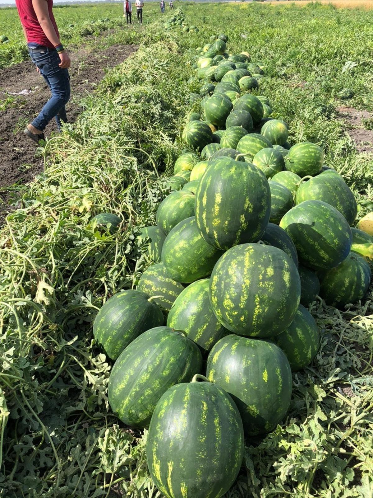 Adana'da karpuz hasadı başladı