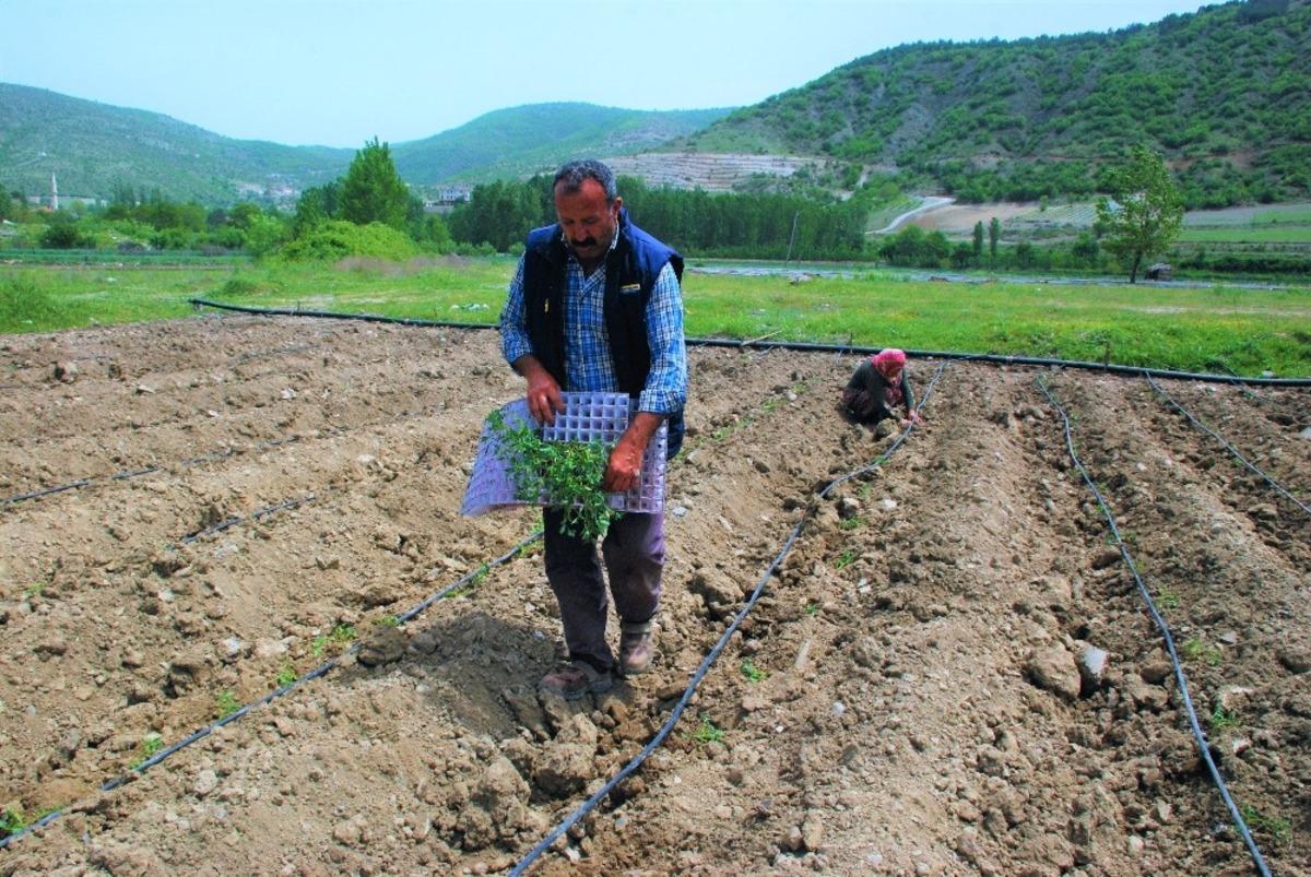 &Ccedil;ift&ccedil;ilerin sıcak havada zorlu mesaisi