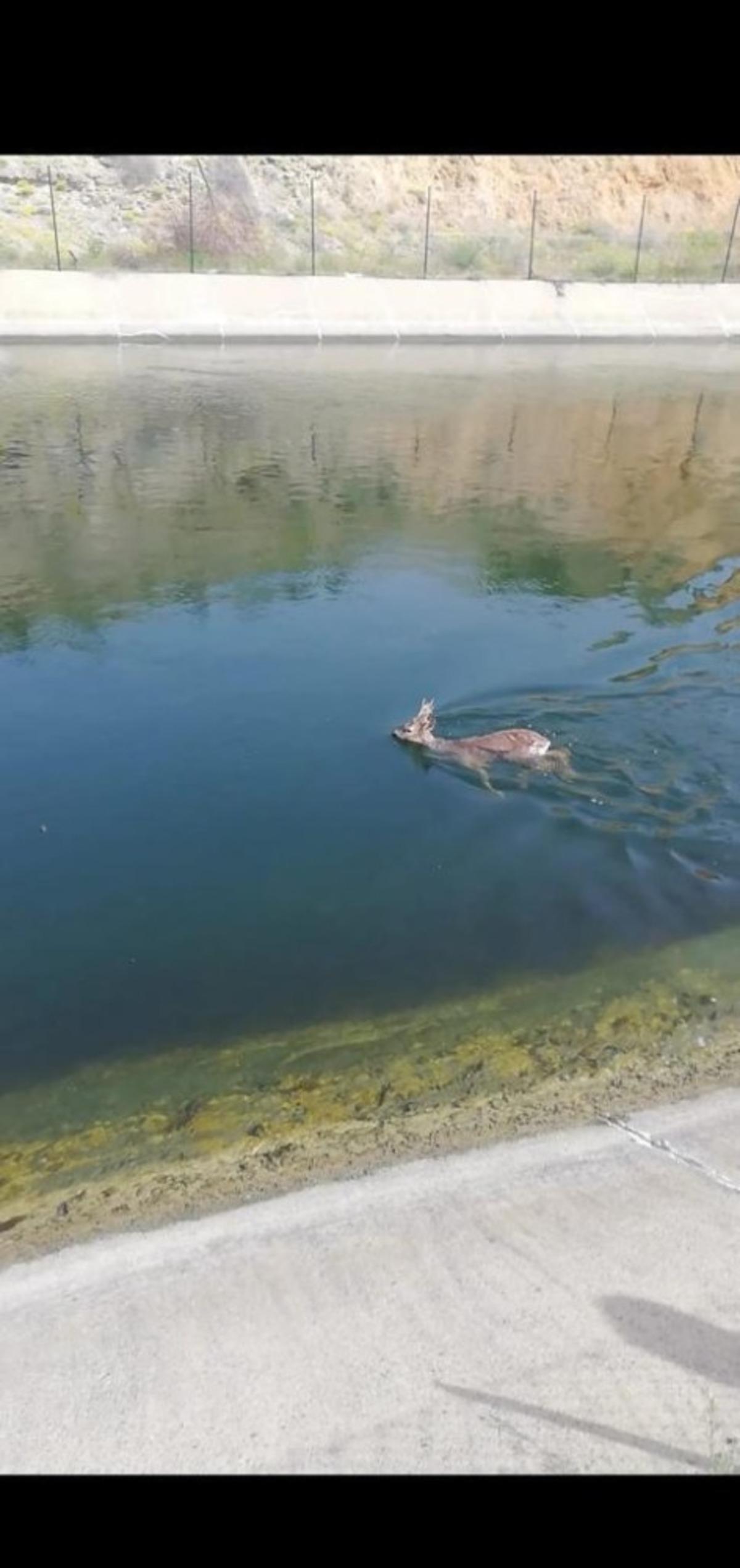 Su kanalına d&uuml;şen karaca&rsquo;yı jandarma kurtardı