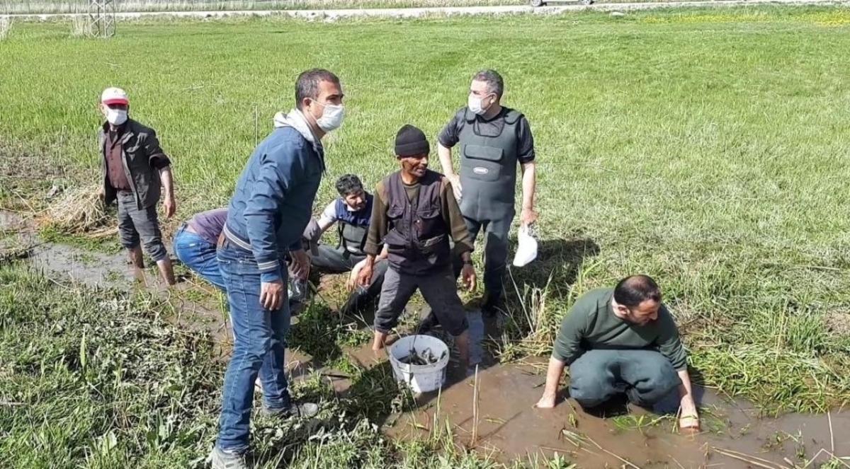&Ouml;lmek &uuml;zere olan 3 ton balığı kovalarla taşıdılar