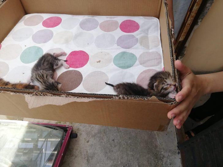 Mersin'de güneş enerjisinin su deposunda mahsur kalan kedi yavruları kurtarıldı G1