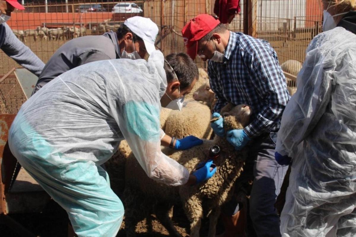 Koyun ve ke&ccedil;ilere PPR ve Brucella aşısı yapılmaya başlandı