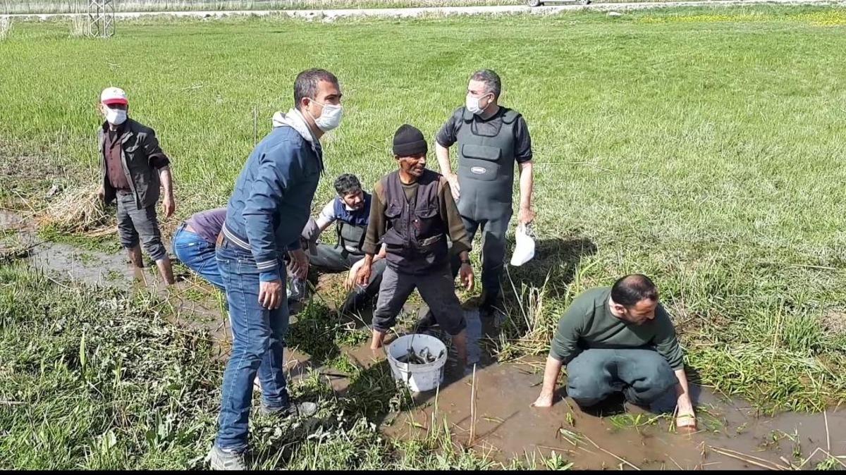 Kanalda susuz kalan 3 ton inci kefali b&ouml;yle kurtarıldı