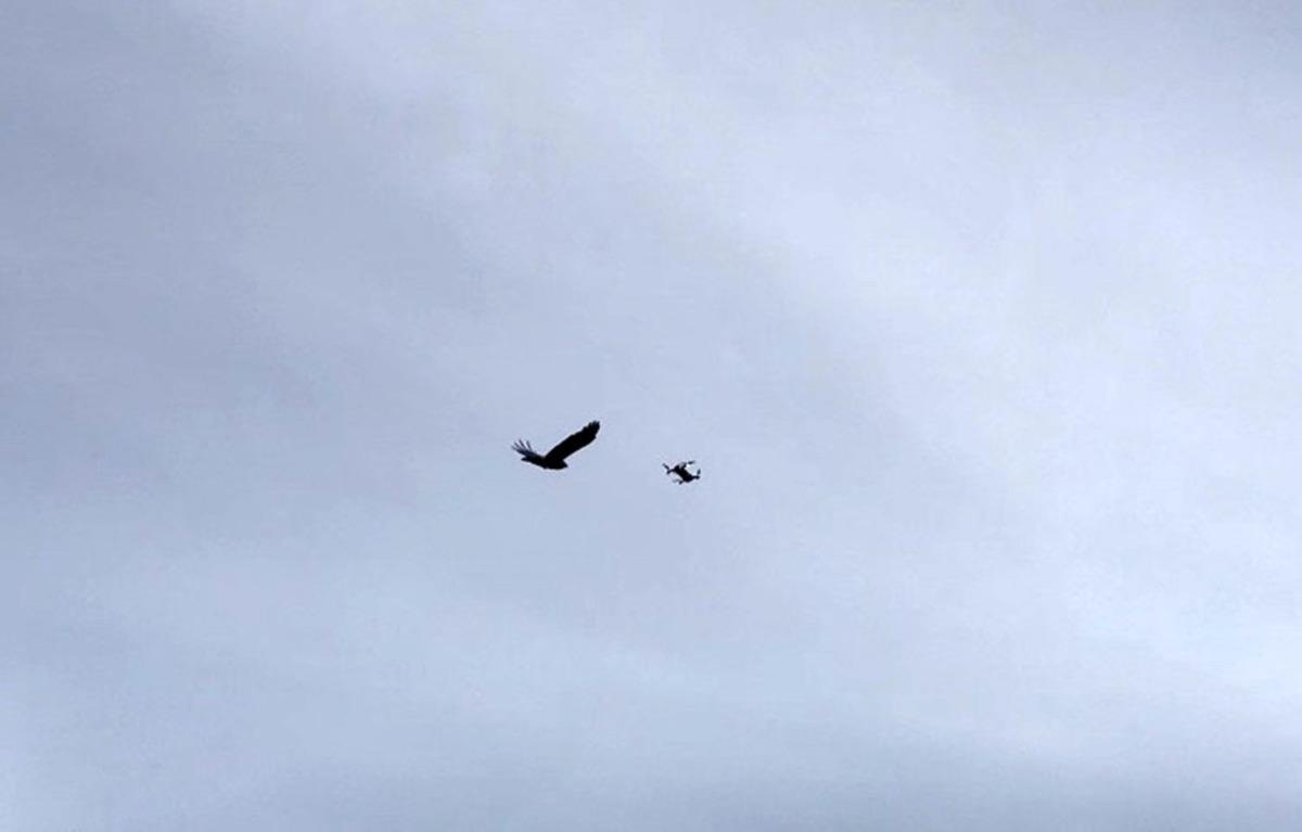 &Uuml;sk&uuml;dar'da karganın droneye saldırısı b&ouml;yle g&ouml;r&uuml;nt&uuml;lendi