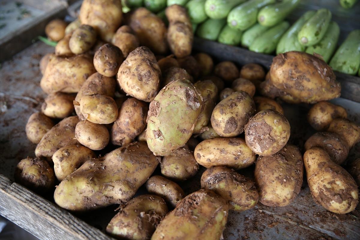 Patateste 50 bin tonluk dış satım izni &uuml;reticileri sevindirdi