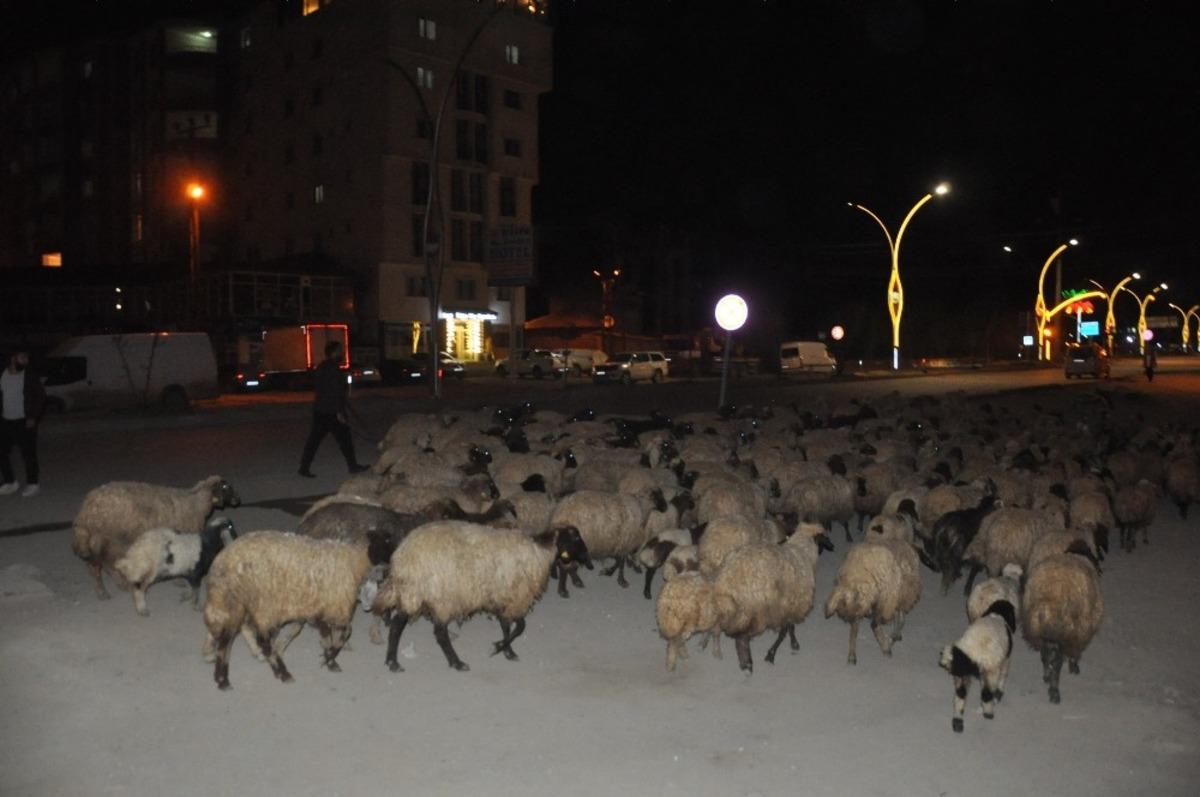 Kentin en işlek caddesinden koyun s&uuml;r&uuml;s&uuml; ge&ccedil;ti
