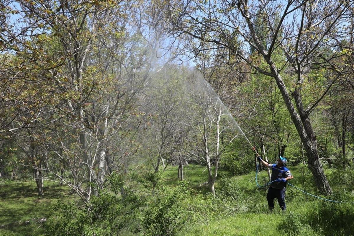 Gesi&rsquo;de ceviz ağa&ccedil;ları ila&ccedil;landı