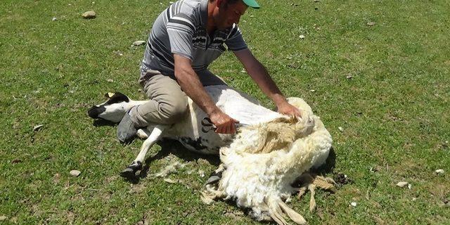 Sıcaktan bunalan koyunları kırparak rahatlatıyor