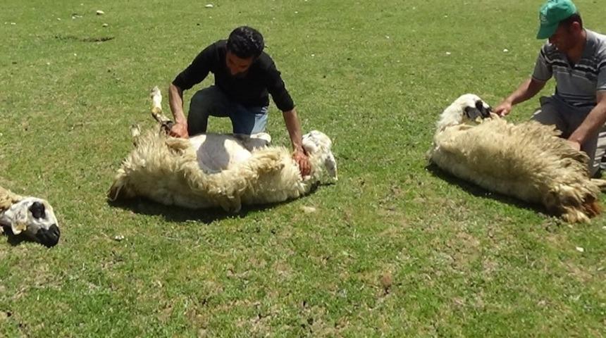 Sıcaktan bunalan koyunları kırparak rahatlatıyor