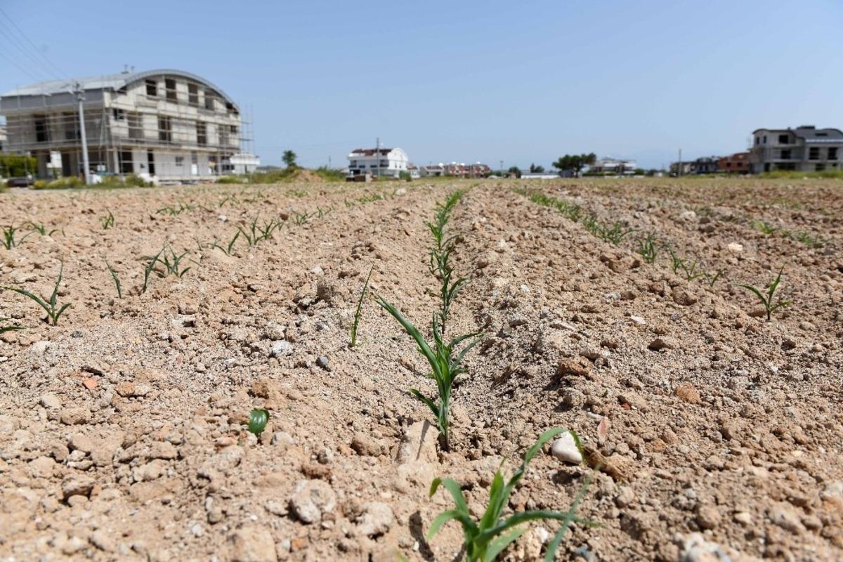 Muratpaşa&rsquo;nın mısırları yeşerdi