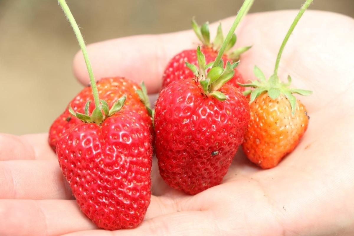 &Ouml;zel &ouml;ğrencilerin tarlasındaki &uuml;r&uuml;nler ihtiya&ccedil; sahiplerine ulaşacak