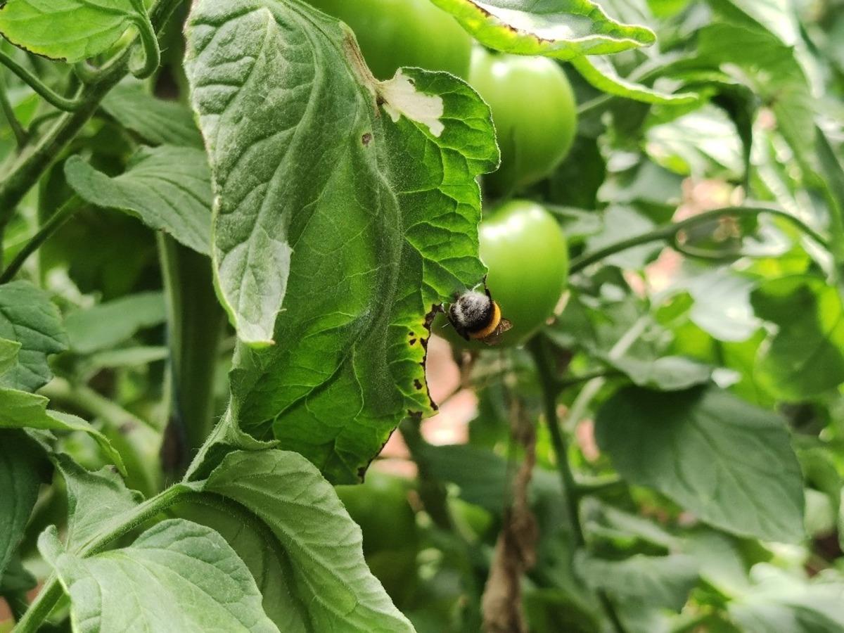 Arılı d&ouml;lleme ile domates yetiştiriciliğinde Gaziantep&rsquo;te bir ilk
