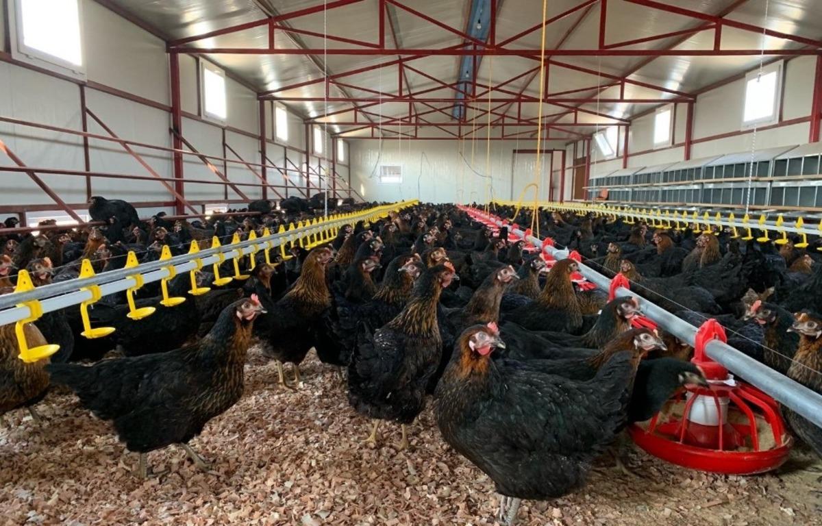 Koronavir&uuml;s kanatlı sekt&ouml;r&uuml;n&uuml; u&ccedil;urdu