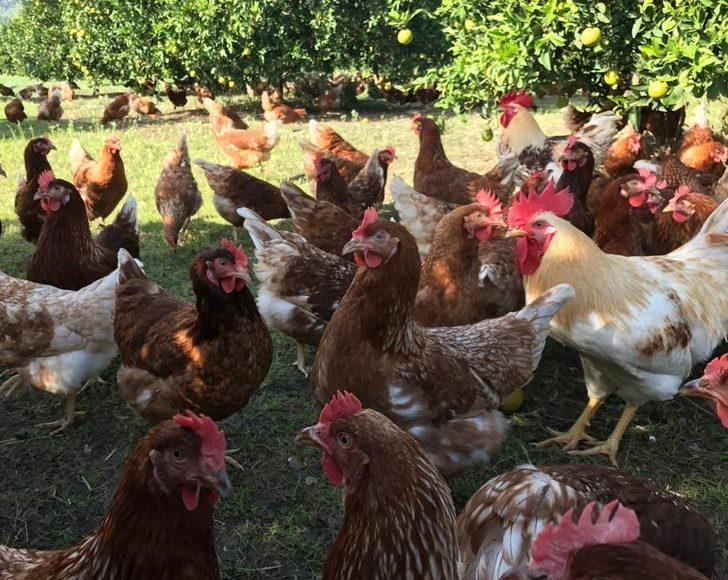 Koronavirüs kanatlı sektörünü uçurdu G3