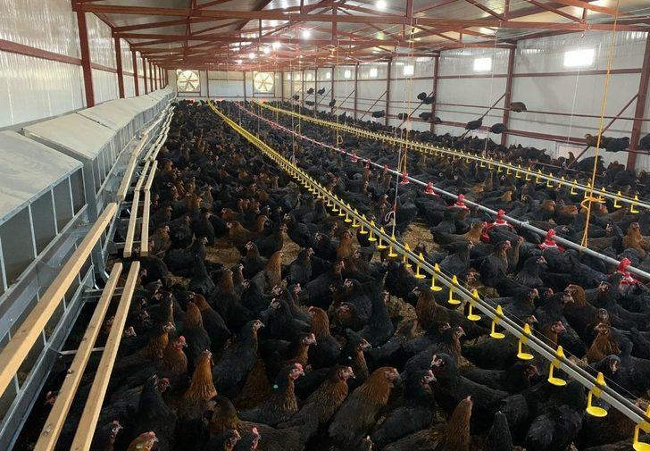 Koronavirüs kanatlı sektörünü uçurdu G4