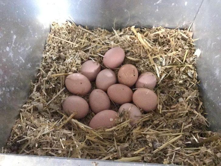 Koronavirüs kanatlı sektörünü uçurdu G5