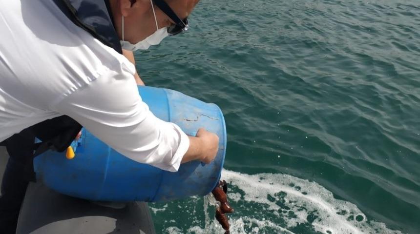 Ka&ccedil;ak avlanan deniz patlıcanları denize salıverildi