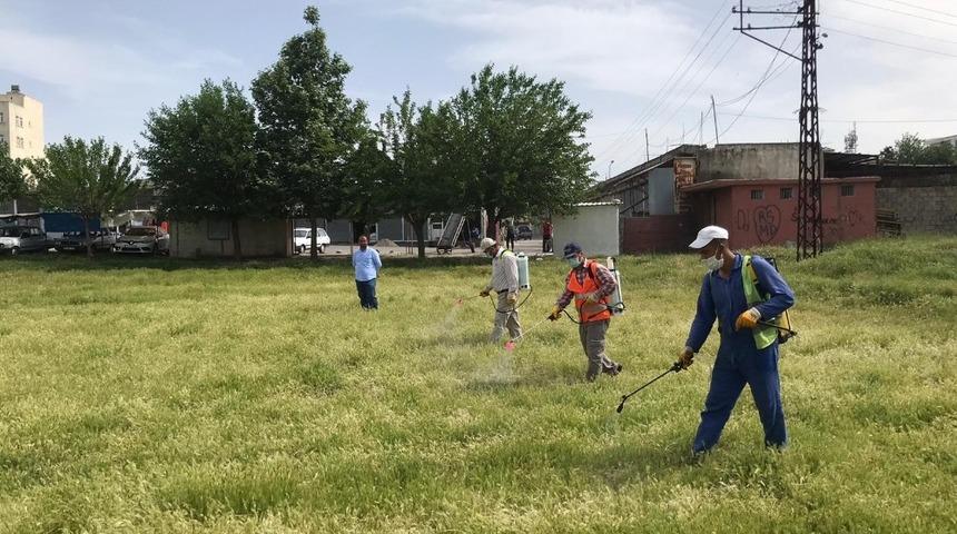 Kahta&rsquo;da yabani otlar imha ediliyor
