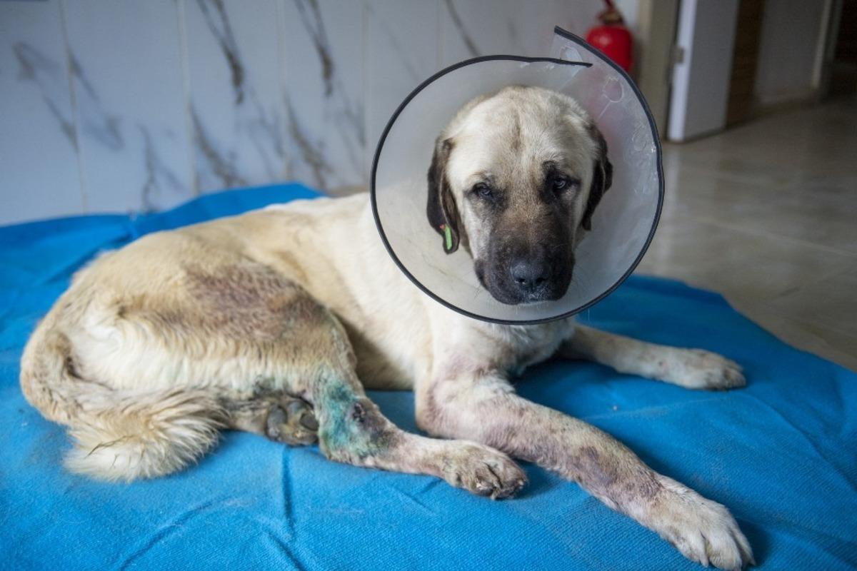 Trafik kazasında yaralanan k&ouml;pek tedavi edildi