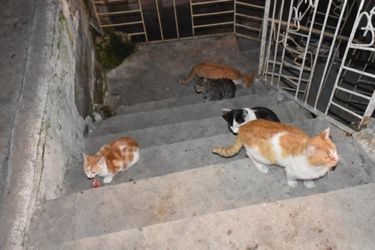 Kırıkkale Valiliğinden &ccedil;ağrı: "Sevimli dostlarımızın su ihtiyacını karşılayalım"