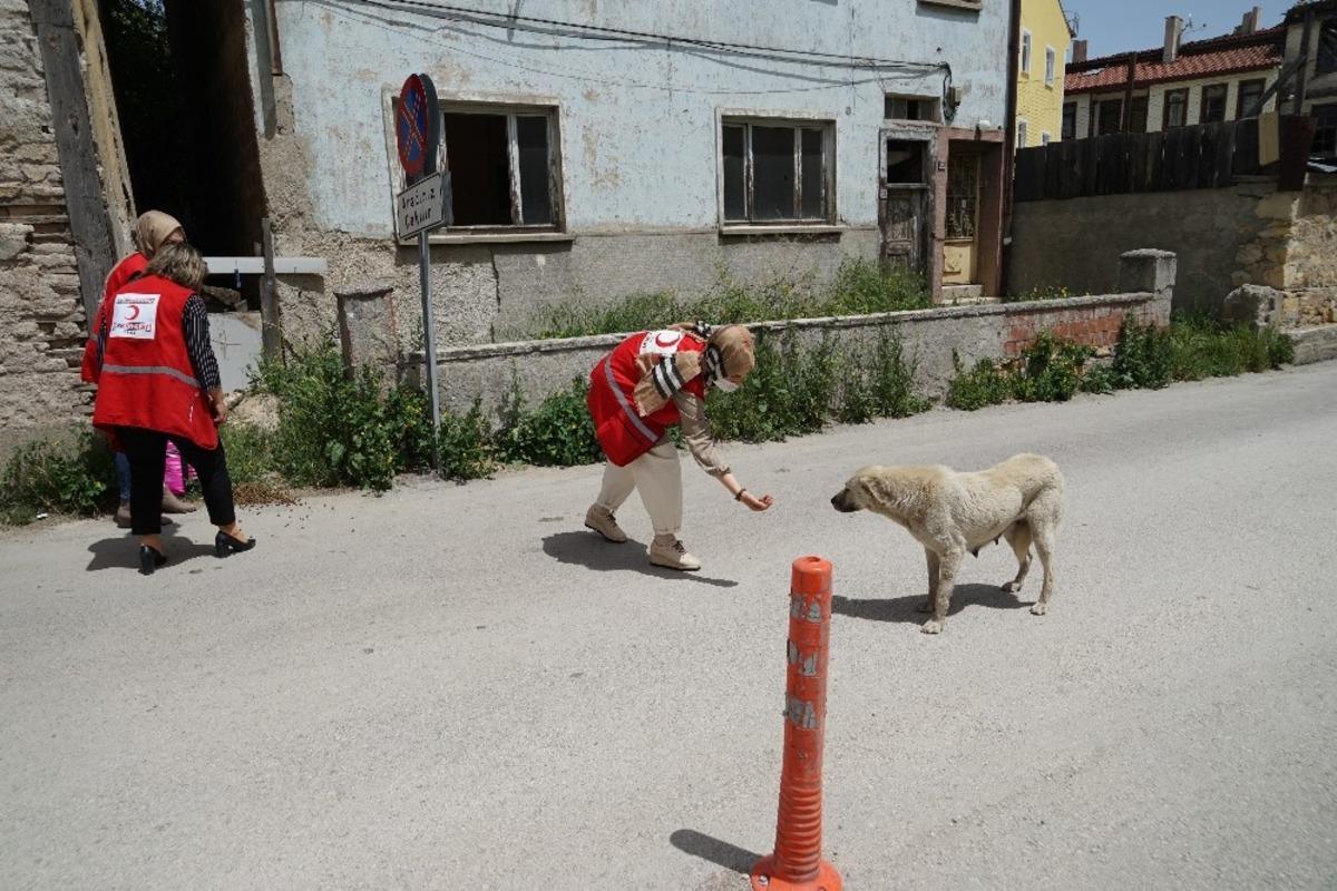 Kastamonu&rsquo;da T&uuml;rk Kızılayı kadın g&ouml;n&uuml;ll&uuml;leri sokak hayvanlarını besledi