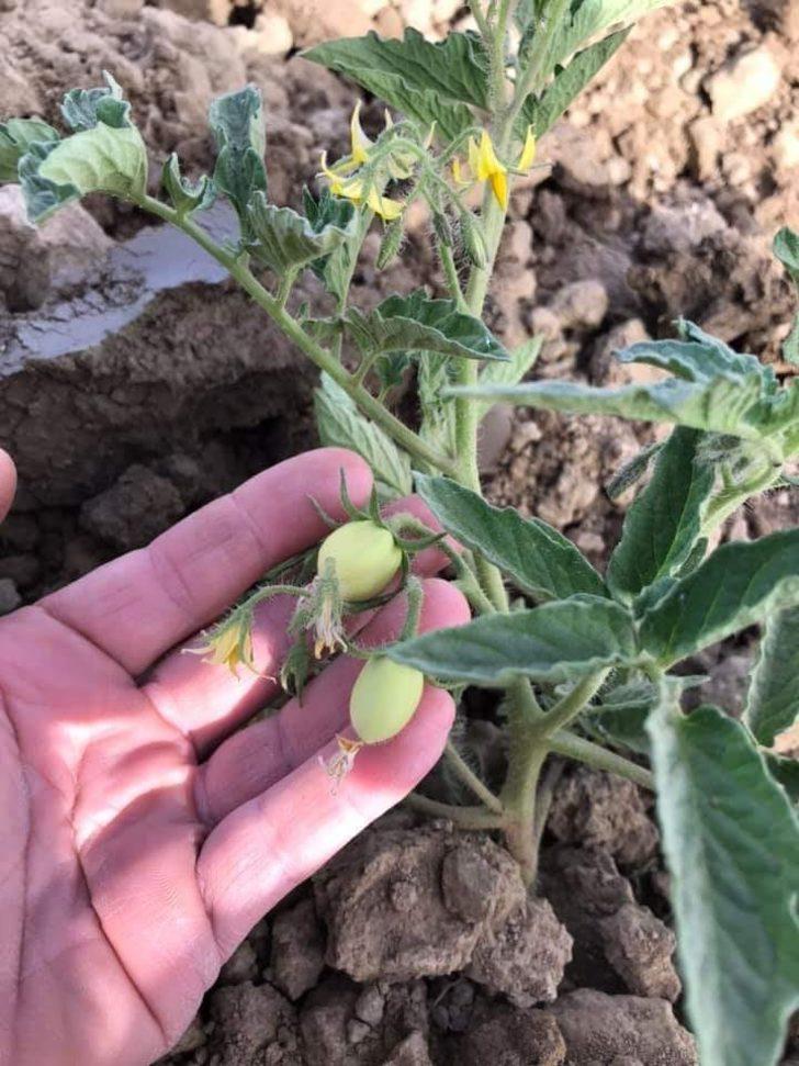 Tireli çiftçiler sıcağa rağmen çalışıyor G3