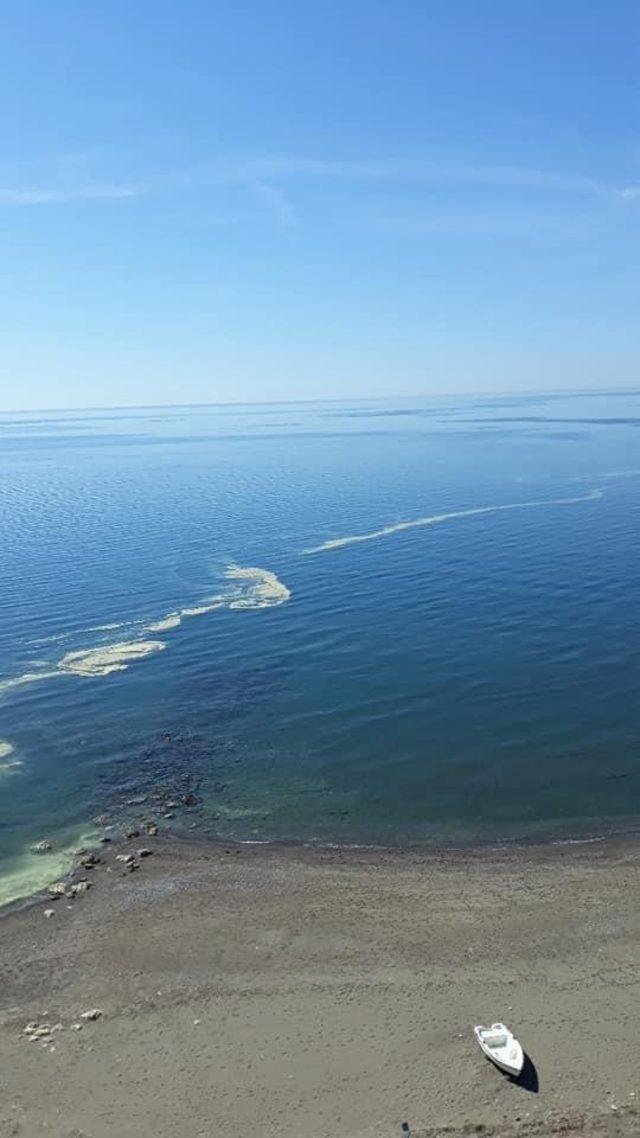 Denizdeki renk değişiminin polen kaynaklı olduğu açıklandı