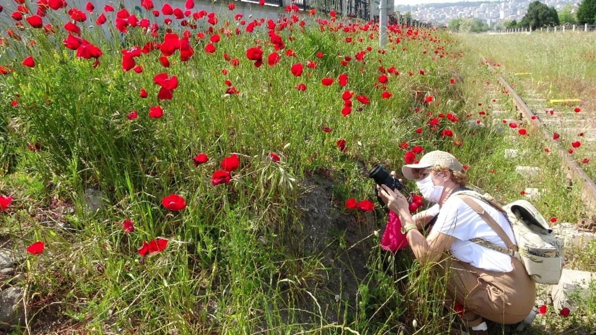 Sokağa &ccedil;ıkmayı fırsat bilip gelinciklerin resimlerini &ccedil;ektiler