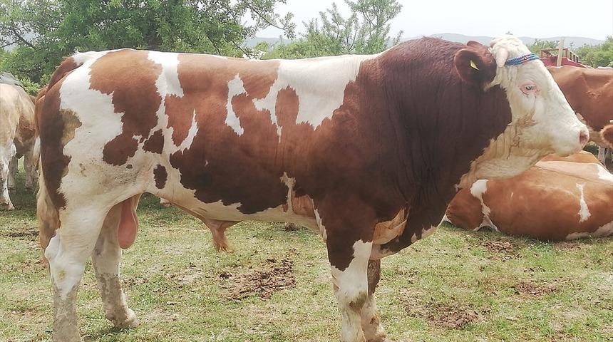 Edirne'de boğa saldırısı şoku! Hayatını kaybetti