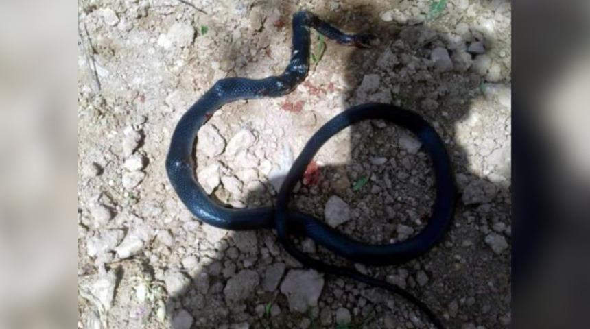 Şahmeran'da 2 metrelik yılan ortaya &ccedil;ıktı