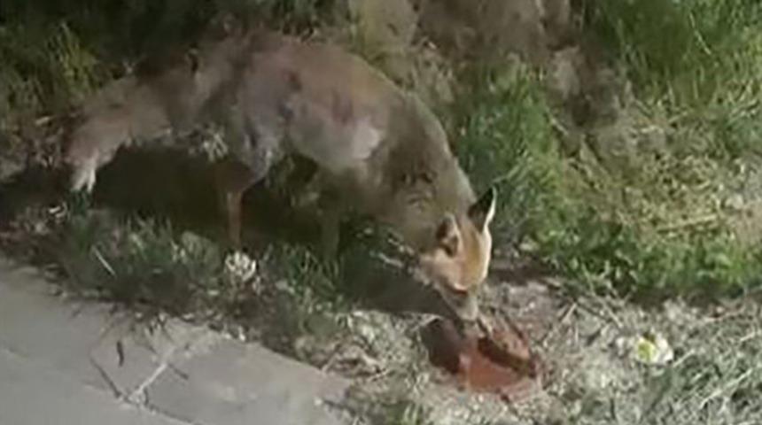 Güvenlik görevlileri 'tilki' ile birlikte iftar yaptı