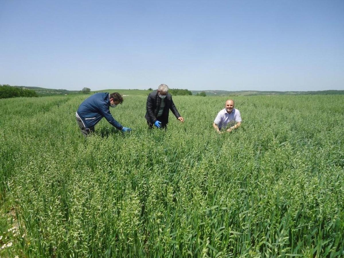 Yulaf ve aspir demonstrasyon kontrolleri yapıldı