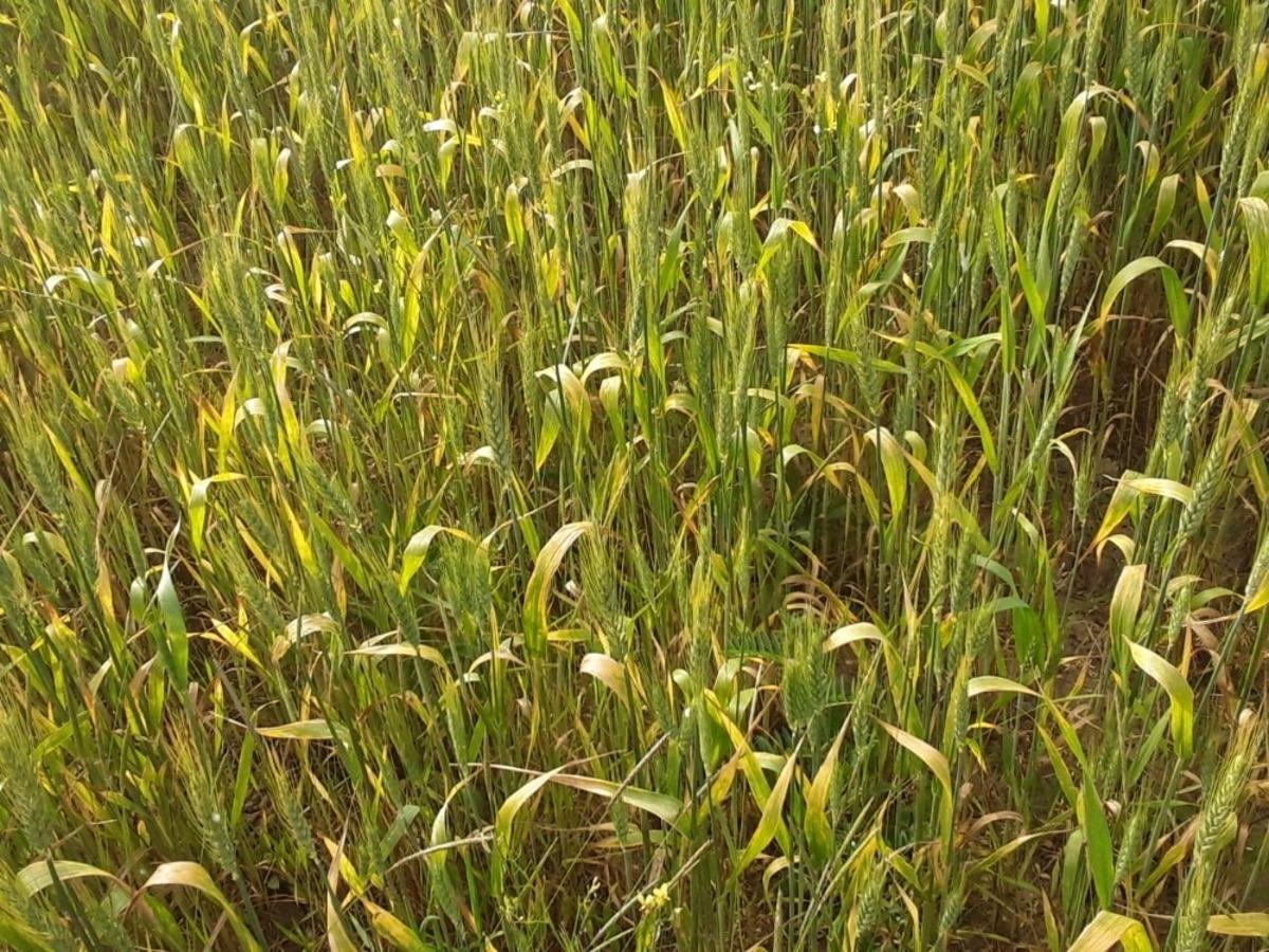 Sinop&rsquo;taki buğday tarlalarından hastalık yayılımı