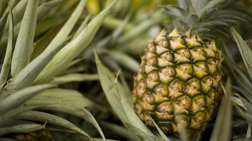 Evde ananas nasıl yetiştirilir ve köklendirilir?