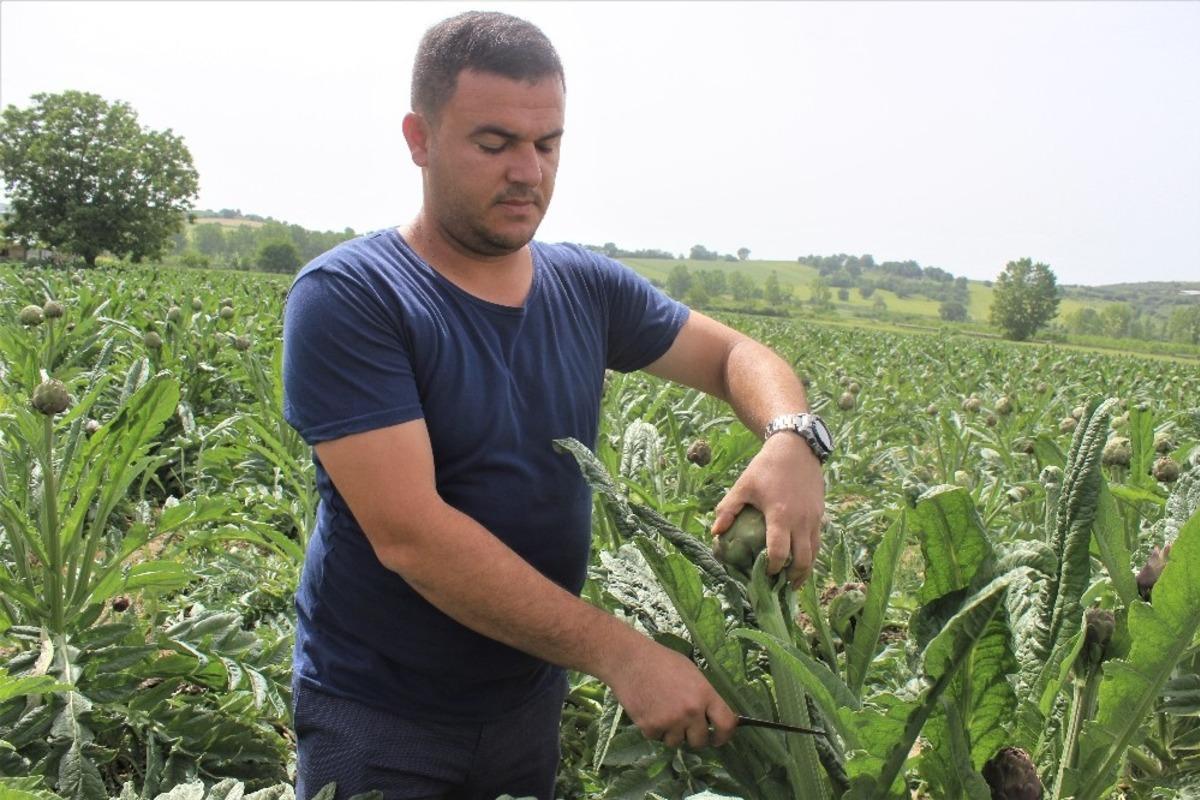Bir d&ouml;n&uuml;mden 15 bin lira kazandırıyor! Fiyatı diğer enginarların iki katı ama tarlada kapışılıyor