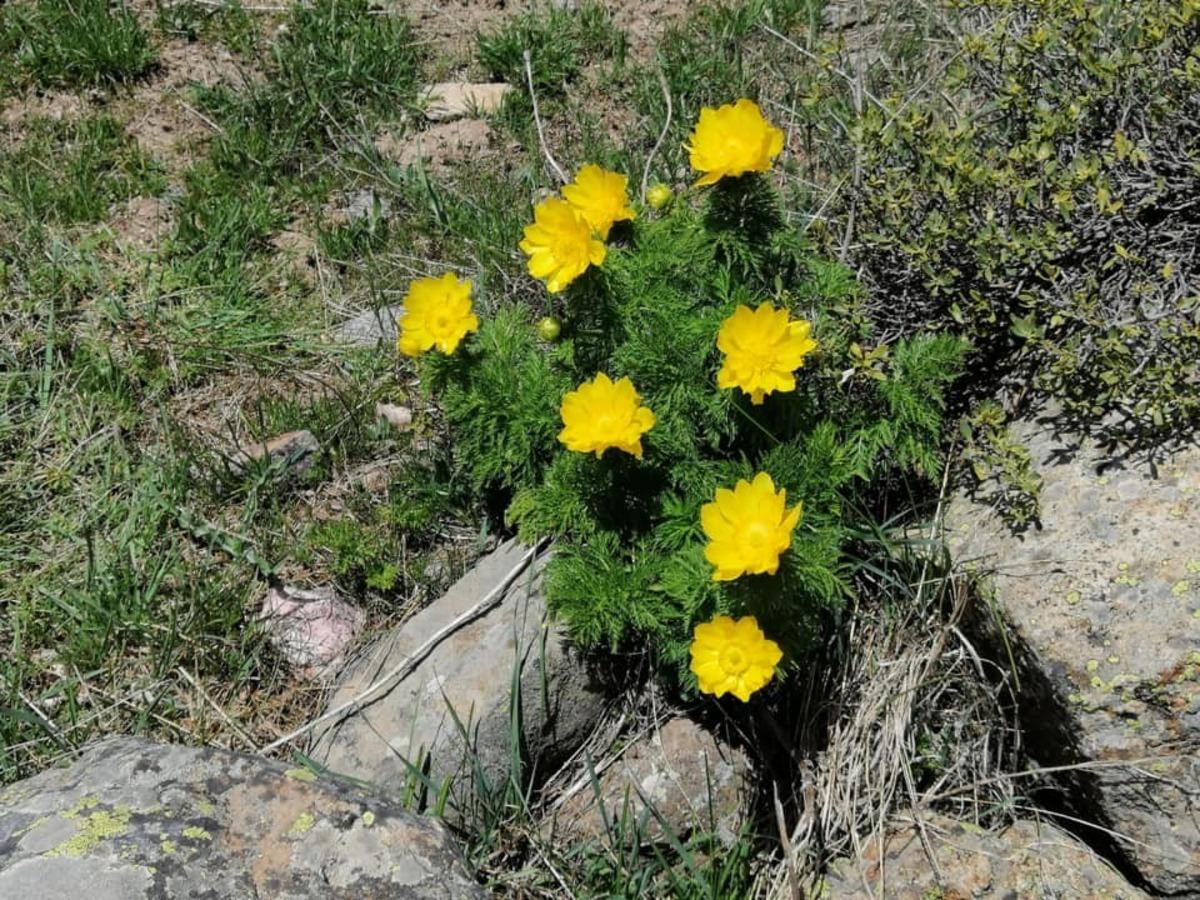 İzine 150 yıl sonra rastlanan sarı dağ g&uuml;l&uuml; yeniden a&ccedil;tı