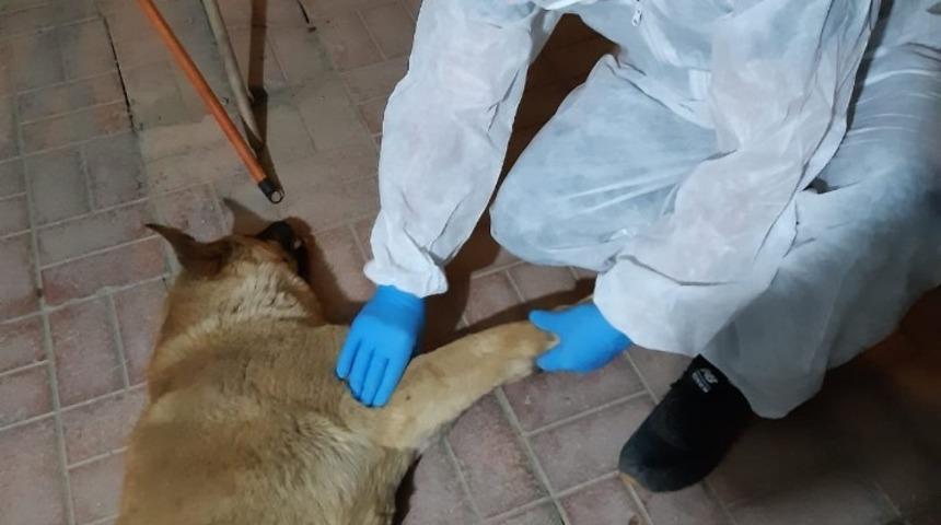Aracın &ccedil;arptığı k&ouml;pek tedavi altına alındı