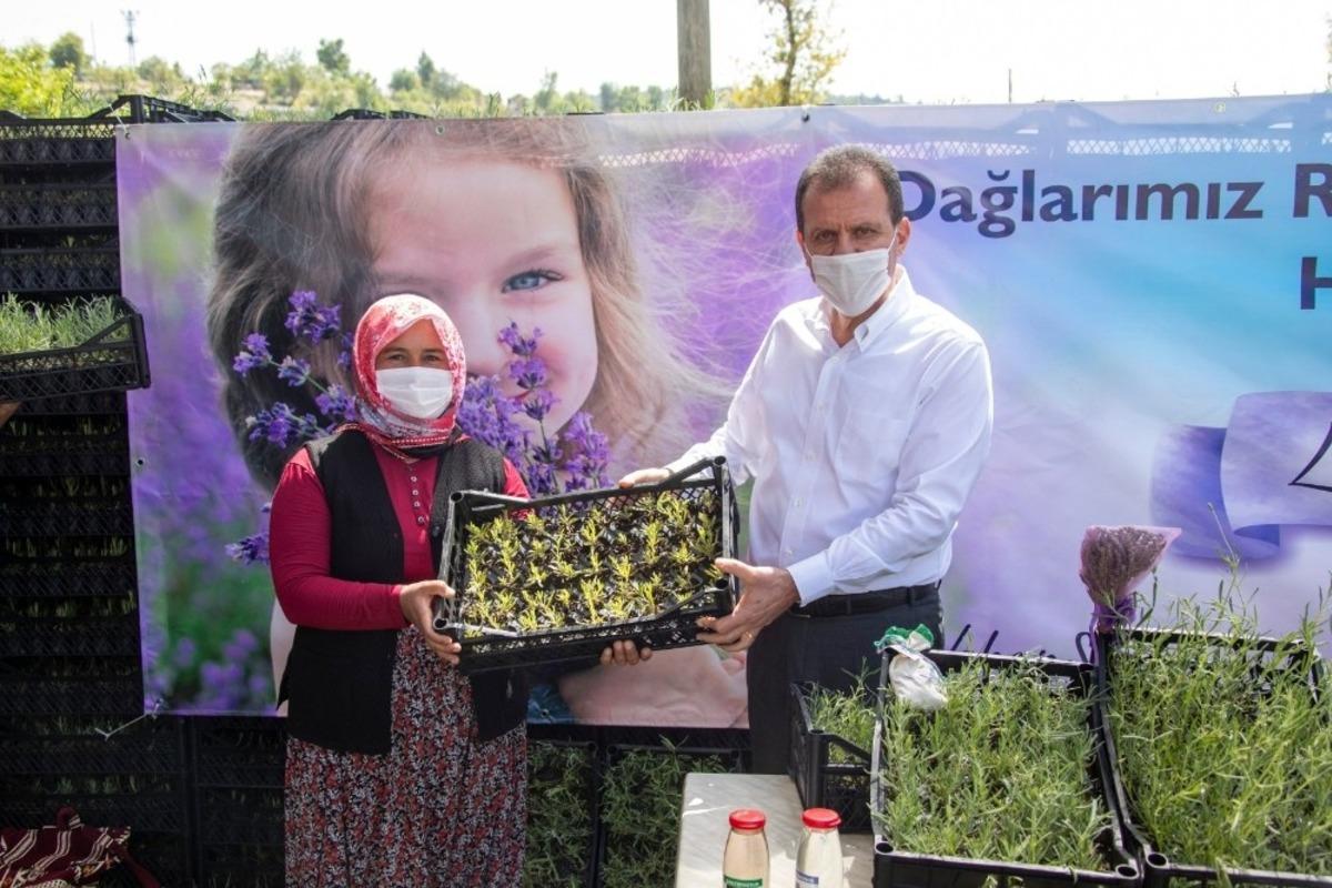 Mersin, lavanta &uuml;retiminin merkezi olacak