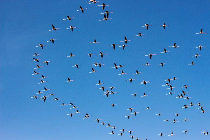 Tuz Gölü'nde flamingo heyecanı G5