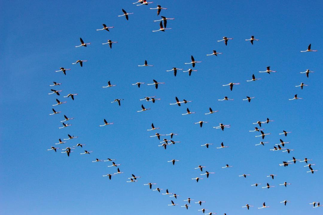 Tuz G&ouml;l&uuml;'nde flamingo heyecanı