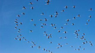 Tuz Gölü'nde flamingo heyecanı