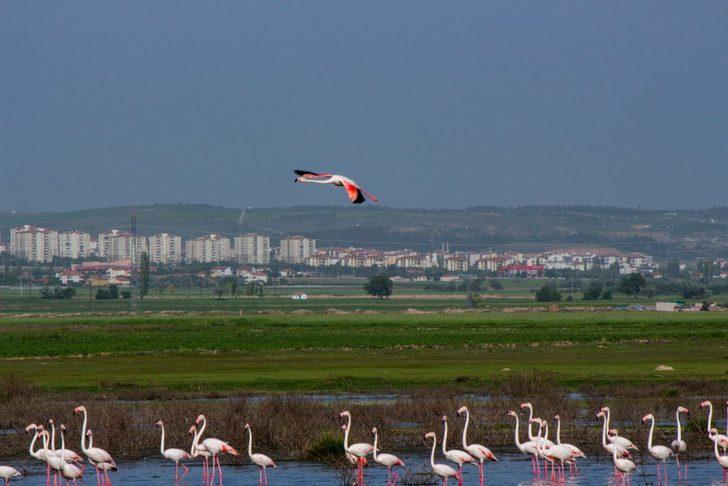 Tuz Gölü'nde flamingo heyecanı G1