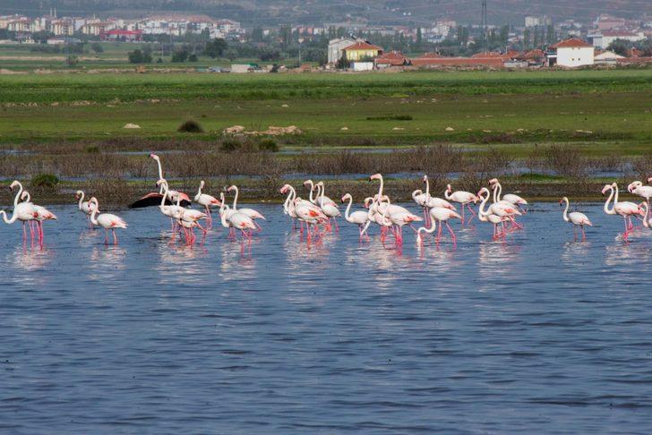 Tuz Gölü'nde flamingo heyecanı G2