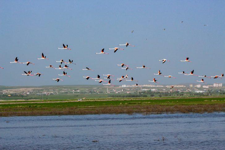 Tuz Gölü'nde flamingo heyecanı G3