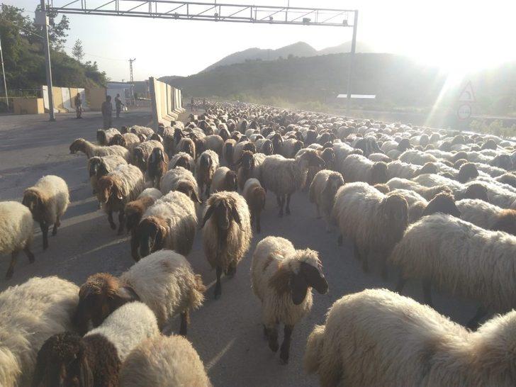 Göçerler zorlu yolculuklarını tamamladı G2