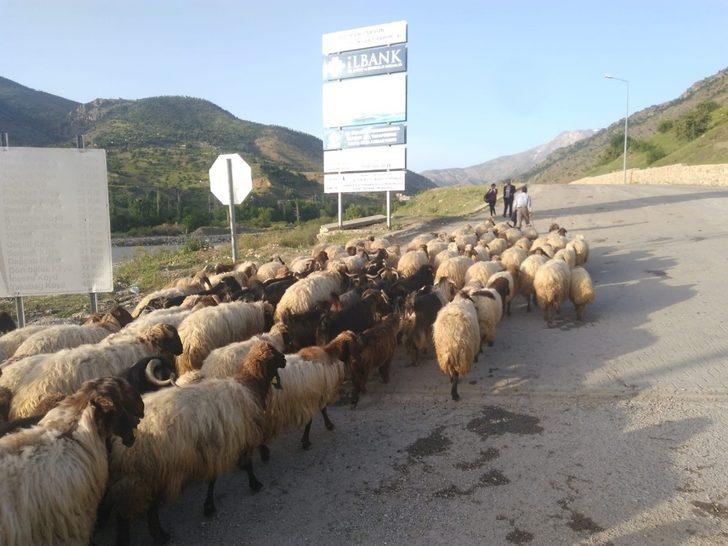 Göçerler zorlu yolculuklarını tamamladı G4