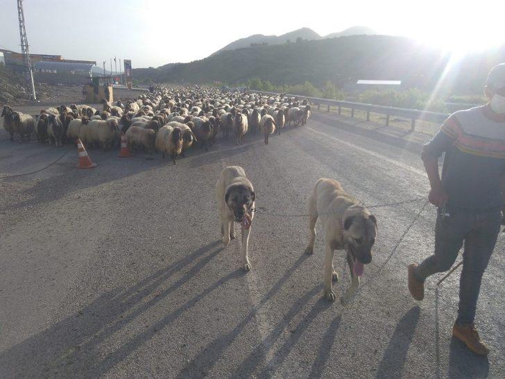 Göçerler zorlu yolculuklarını tamamladı G5