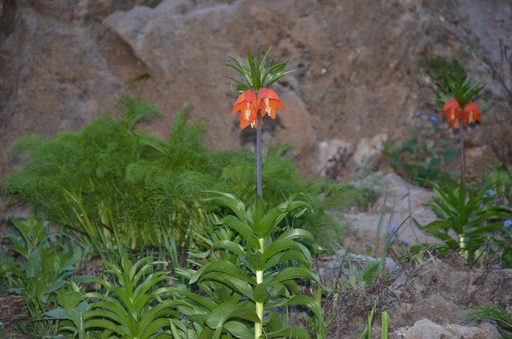 Şırnak’ta ters laleler çiçek açtı, belediye başkanı koparılmaması konusunda vatandaşları uyardı G1
