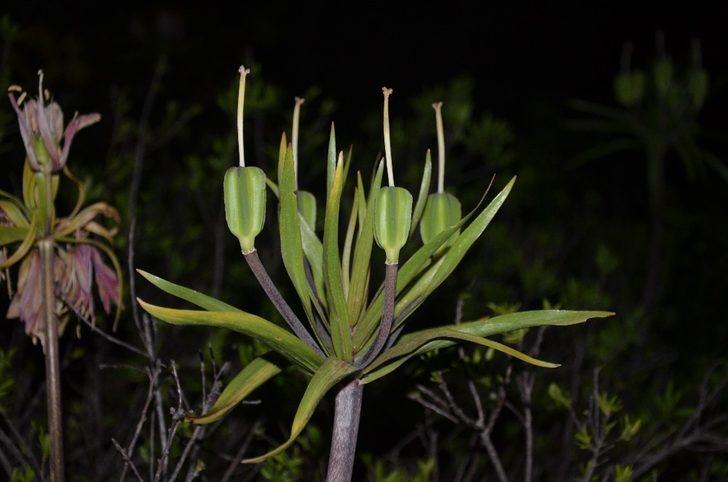 Şırnak’ta ters laleler çiçek açtı, belediye başkanı koparılmaması konusunda vatandaşları uyardı G2