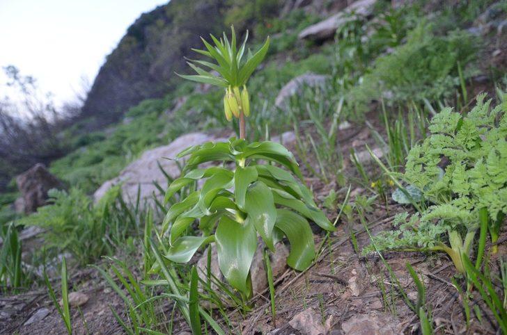 Şırnak’ta ters laleler çiçek açtı, belediye başkanı koparılmaması konusunda vatandaşları uyardı G4